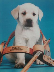 Israel Guide Dog Center for the Blind