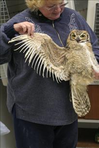 Birds of Prey Foundation