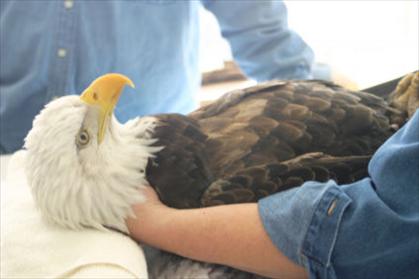 Birds of Prey Foundation