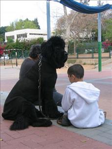 HAMA (Israel) Humans and Animals in Mutual Assistance