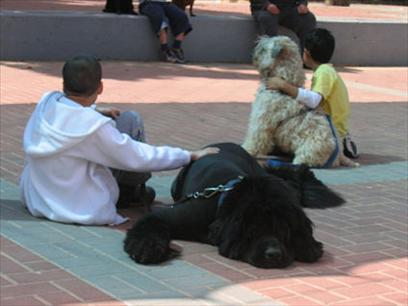 HAMA (Israel) Humans and Animals in Mutual Assistance