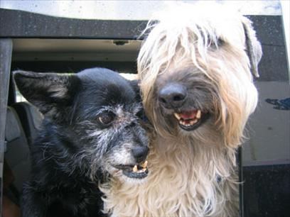 HAMA (Israel) Humans and Animals in Mutual Assistance