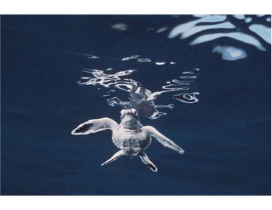 Turtle Island Restoration Network