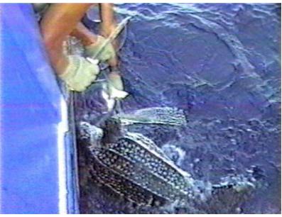 Turtle Island Restoration Network