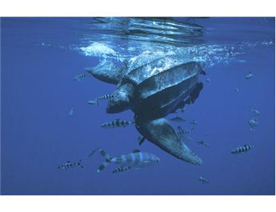 Turtle Island Restoration Network