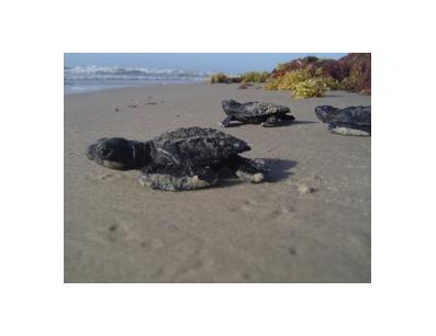 Turtle Island Restoration Network
