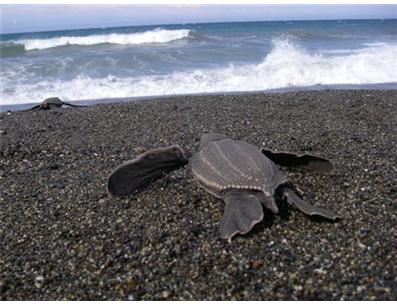 Turtle Island Restoration Network