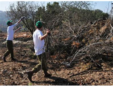 JNF - Operation Carmel Renewal