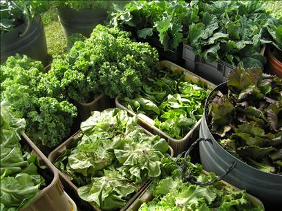 Waltham Fields Community Farm