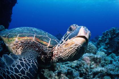 Turtle Island Restoration Network
