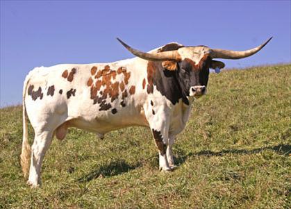 Israel Longhorn Project